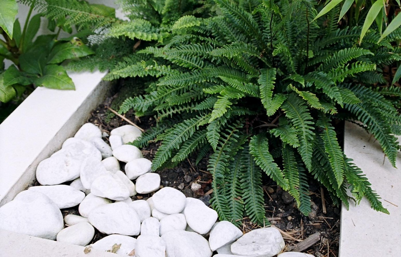 Blechnum spicant and white cobbles in small contemporary garden