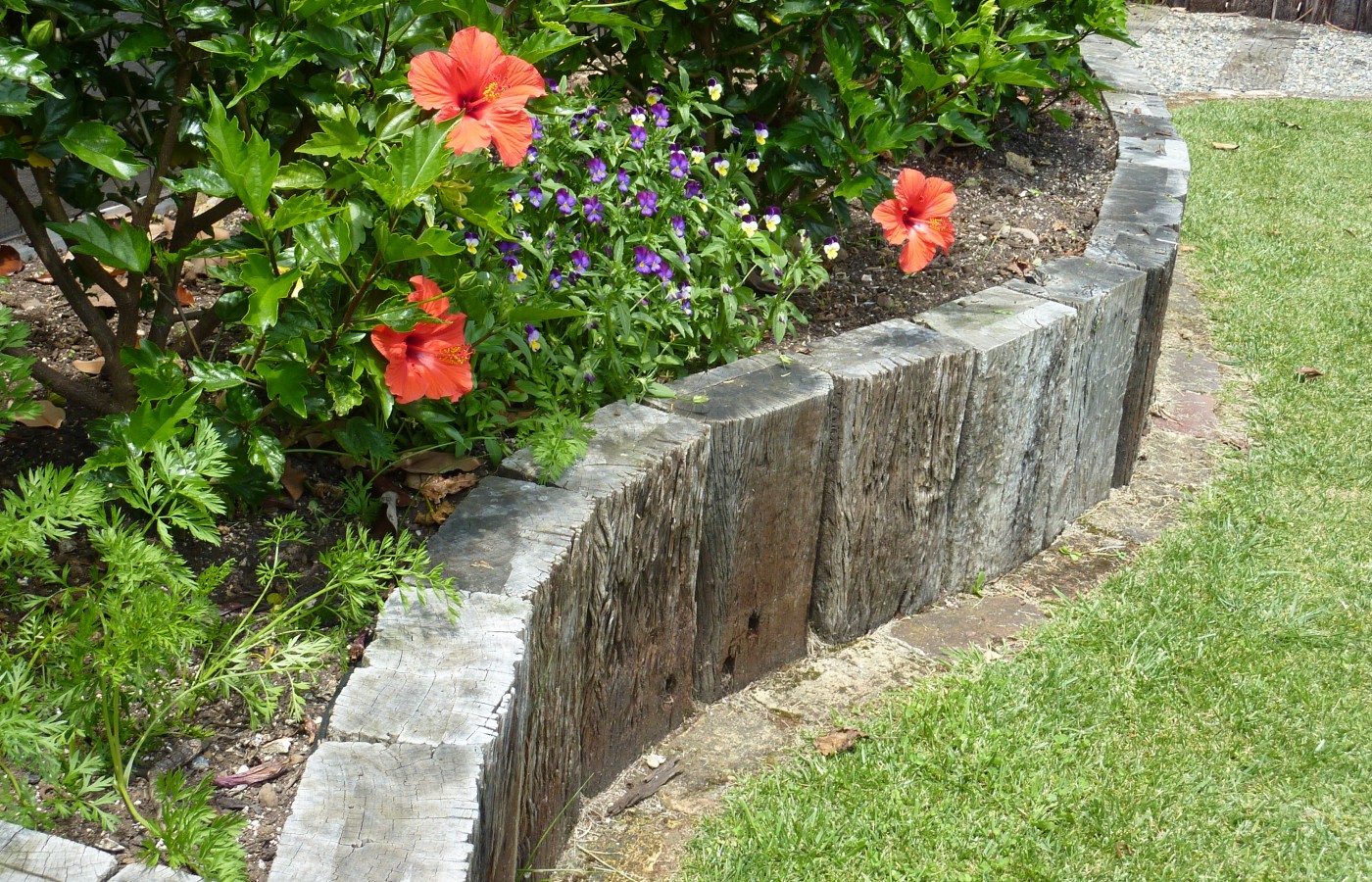 Hibiscus exotic planting in raised bed of reclaimed sleepers