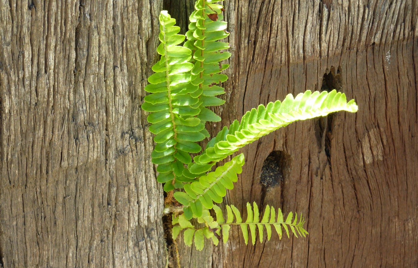 Native fern