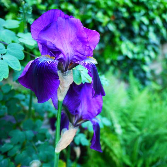 Iris in the garden