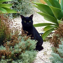 Mediterranean garden visitor